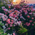 RosaBella™ – Premium Rose Growing Kit with Plant Growth Supplement (Pack of 4)