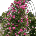 RosaBella™ – Premium Rose Growing Kit with Plant Growth Supplement (Pack of 4)